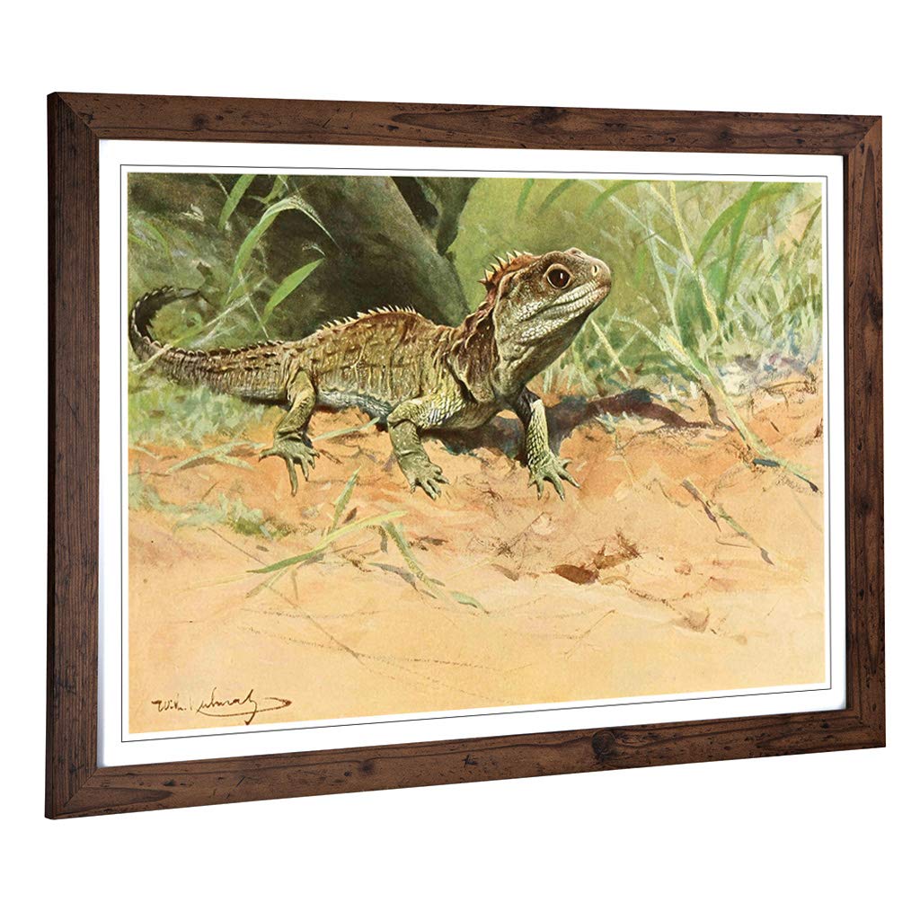 Big Box Art Framed Print of Vintage W Kuhnert Tuatara Lizard Design | Wall Art Picture | Home Decor for Kitchen, Living Room, Bedroom, Hallway, Walnut, A2 / 24.5x18 Inch / 62x45cm