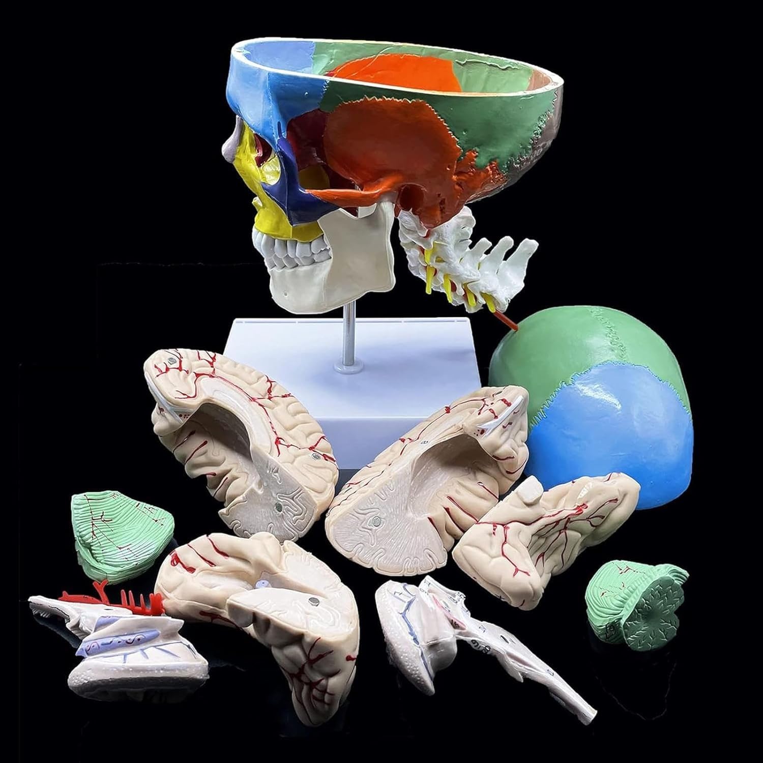 Modello anatomico del cranio umano con cervello e vertebra cervicale, a grandezza naturale, partizionato per insegnamento in aula scientifica, strumento educativo per studi di anatomia