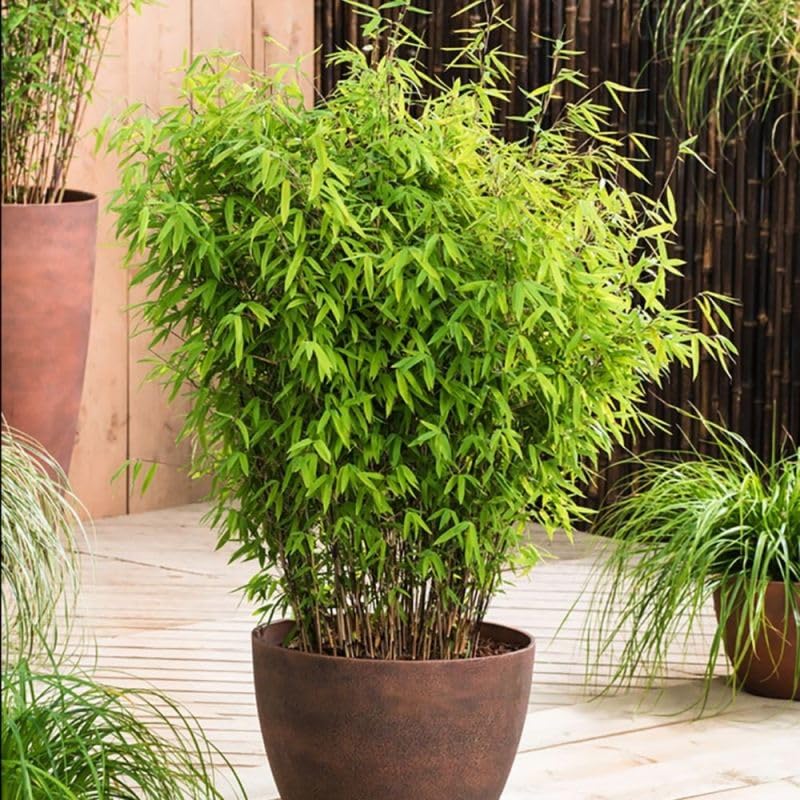 INGLIS PLANTOPIA Live Bamboo Palm Plant | Bans Ka Podha | For Garden Plant with plastic pot (B0D57F7R4D) Amazon Price History, Amazon Price Tracker