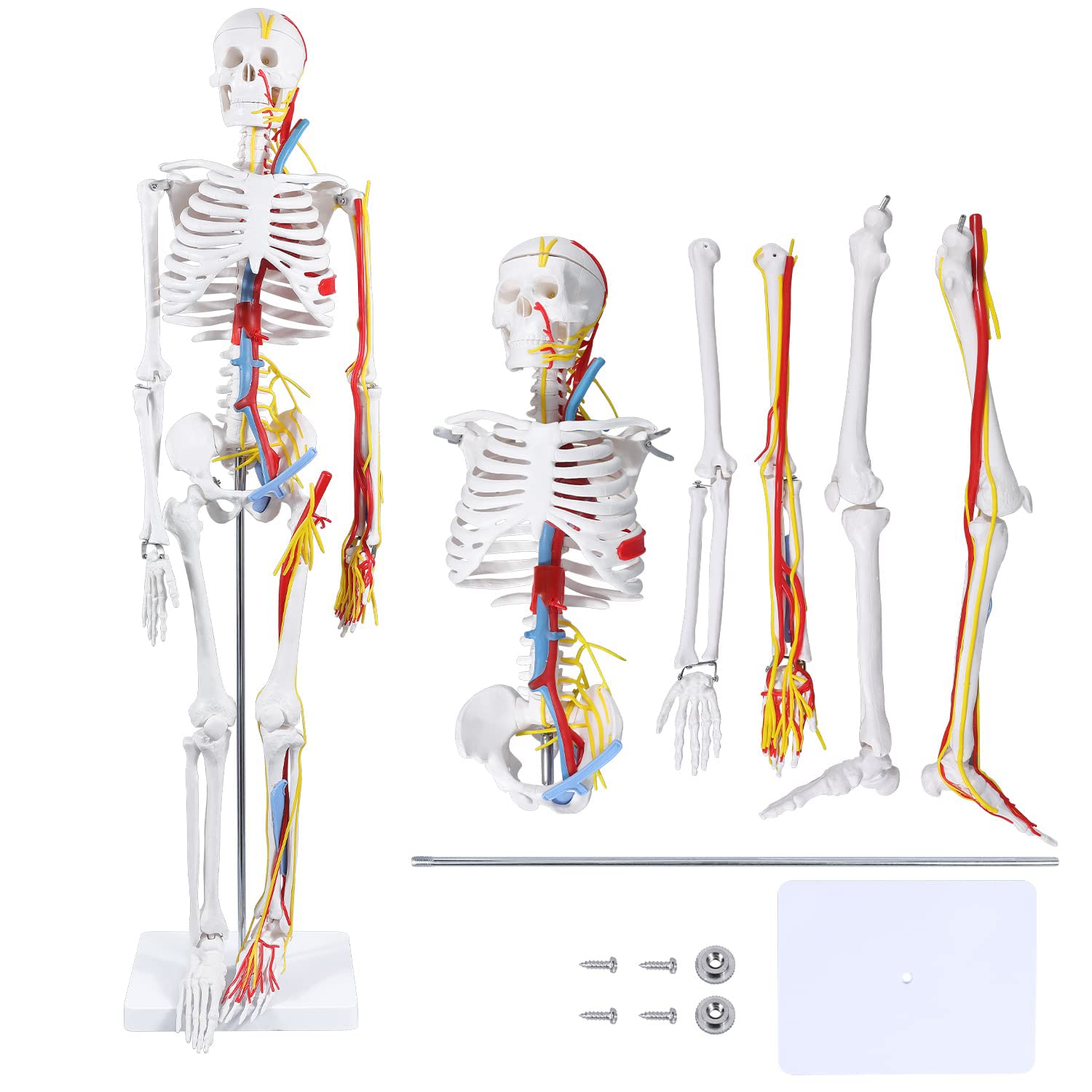 Model edukacyjny, model anatomii szkieletu 85 cm, model ludzkiego szkieletu, medyczny, malowany, anatomiczny szkielet z tętnicami nerwowymi sercowymi zdejmowane ramiona nogi czaszka czapka przegubowa dolna szczęka