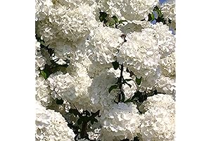 Viburnum Shrub: Chinese Snowball Viburnum