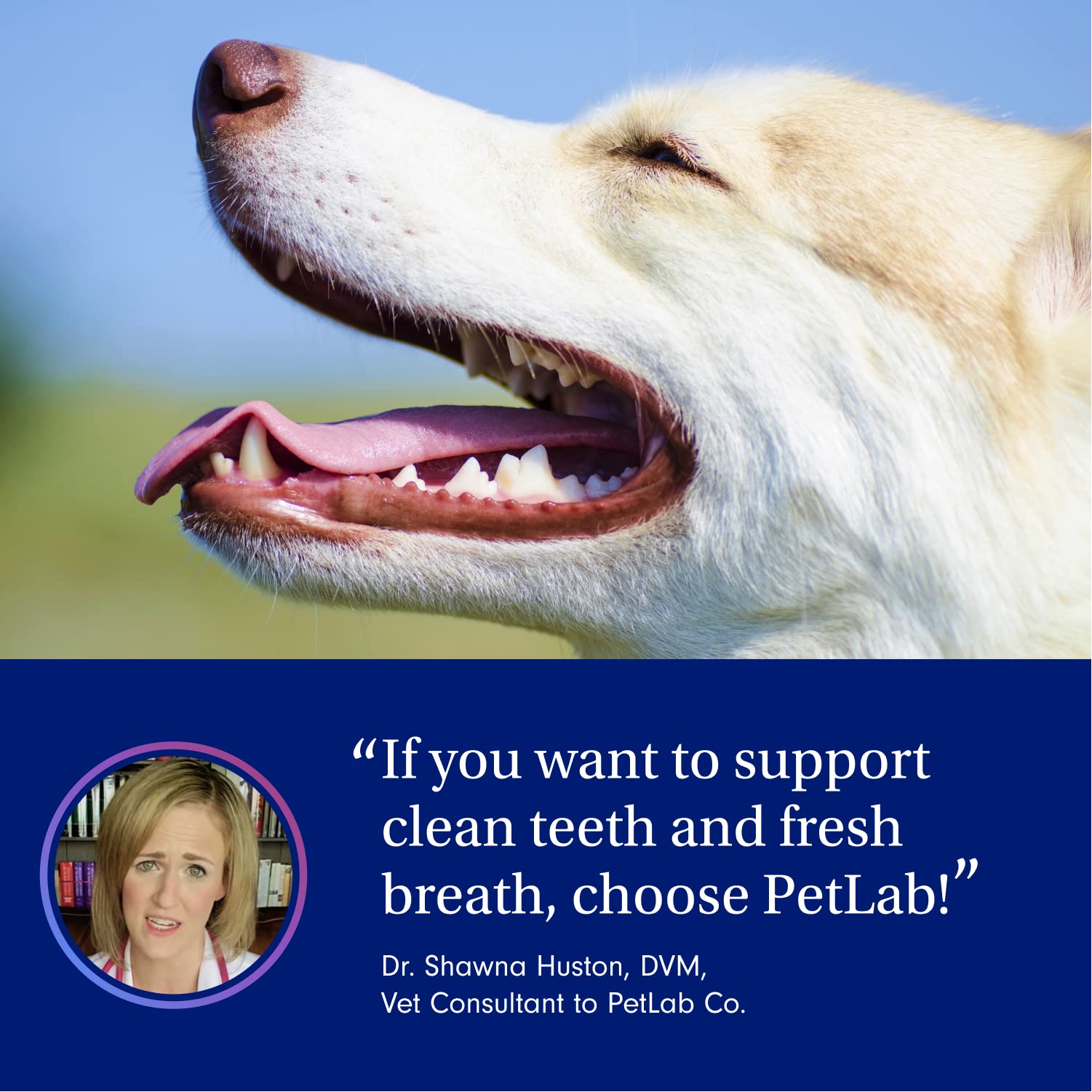 How To Clean Old Dogs Teeth