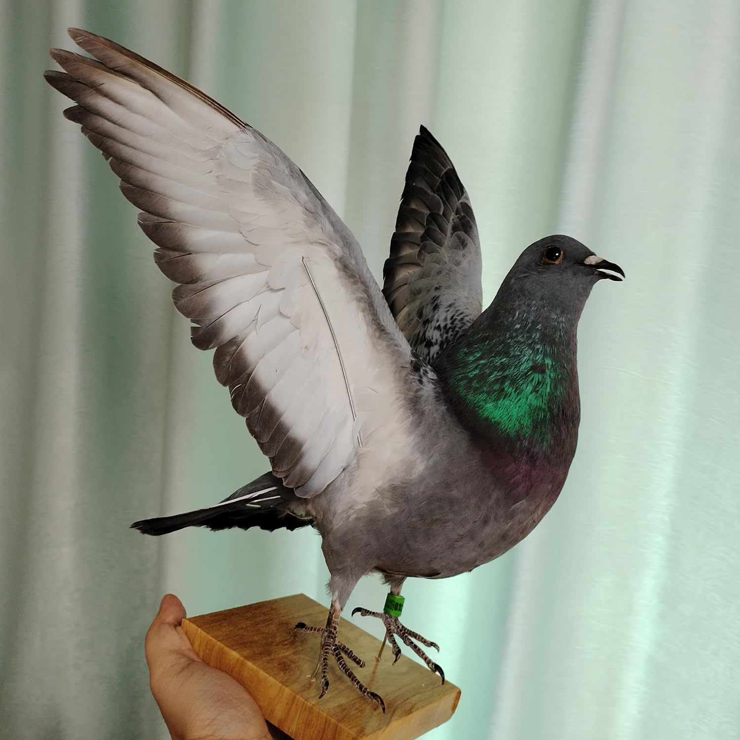 Real Pigeon Taxidermy, Gray Pigeon Specimens for Science Education, Authentic Bird Statues, Home Garden Ornament Miniature Decoration (Gray Flying)
