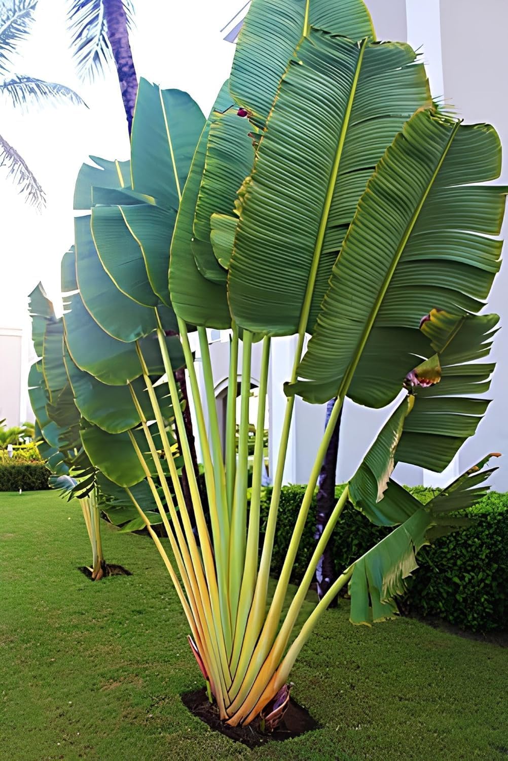 Live Travellers Palm Plant – Rare Tropical Landscape Plant for Balcony, Terrace & Outdoor Garden Décor-image-33