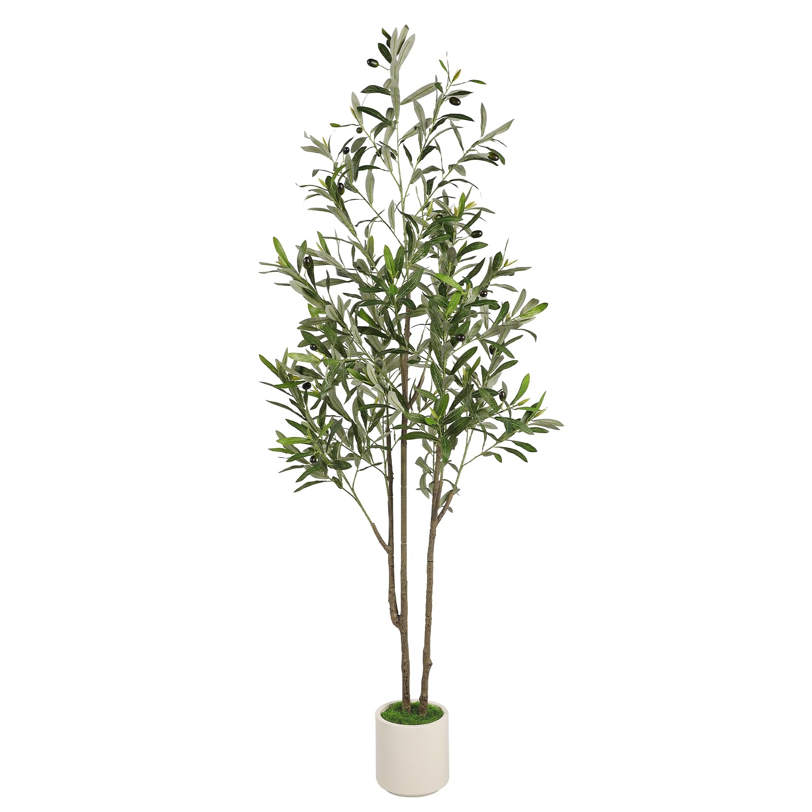 Alupssuc 5ft Olive Tree