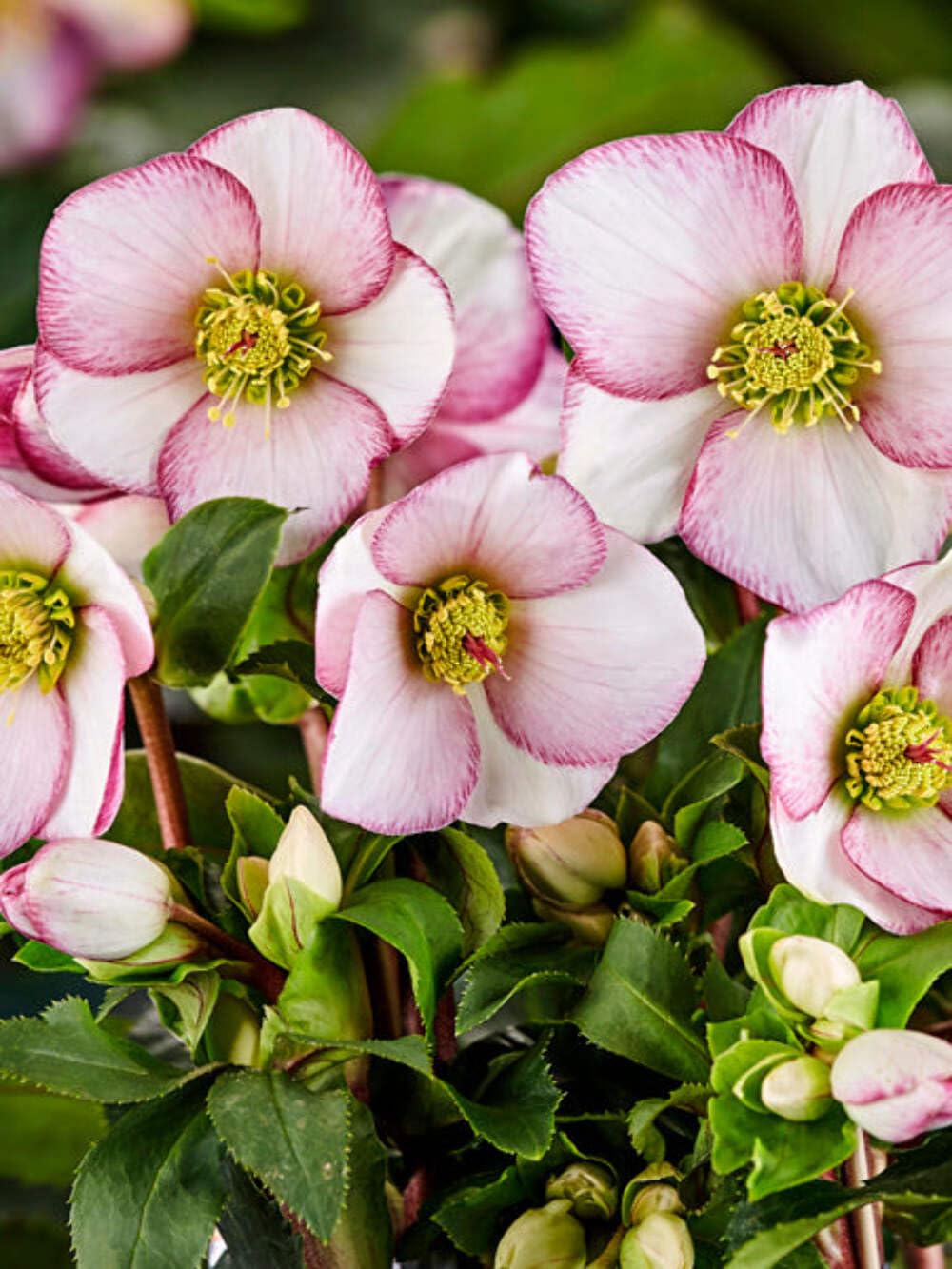 Perennial Farm Marketplace HGC Ice N' Roses Picotee