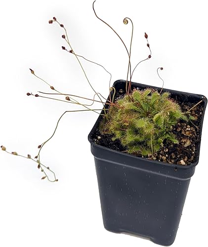 Miniatura 2 de Sundew - Drosera Spatulata - Planta Carnívora
