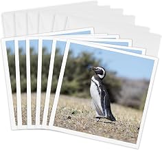 3dRose Greeting Cards - Magellanic Penguin in Valdes. UNESCO Site. Patagonia, Argentina. - 6 Pack - Animals