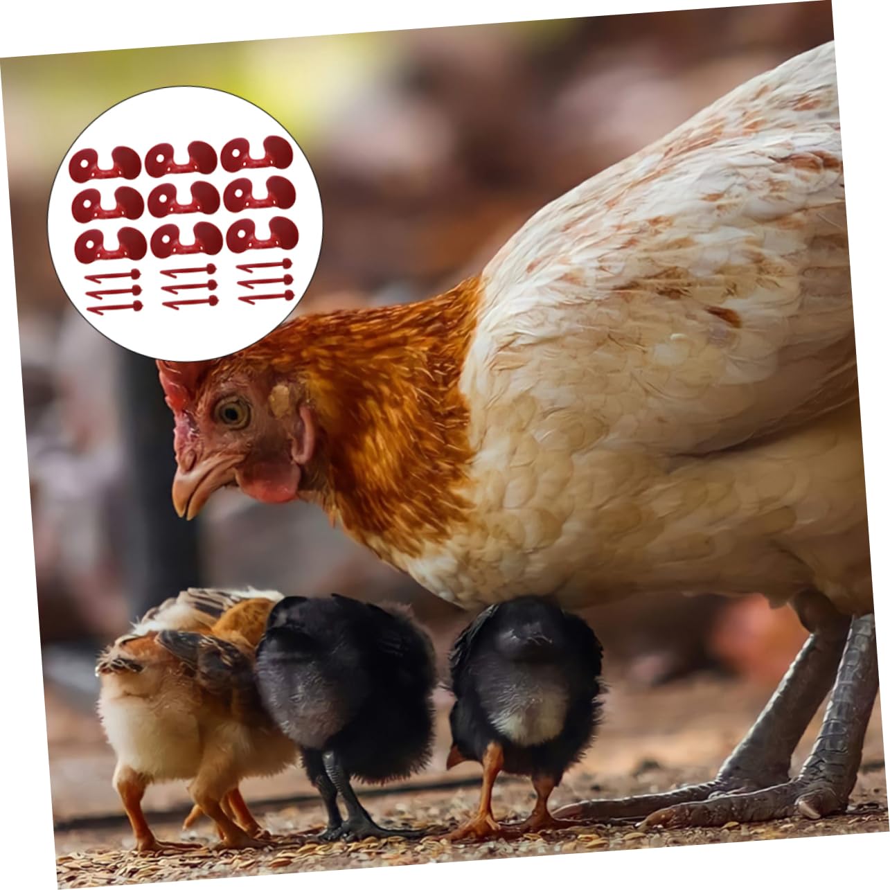 Lunettes Anti-Picorage Pour Poules - 100 Pièces - Protection Yeux Et Plumes - Améliore La Ponte Et Calme Les Coqs Aggressifs