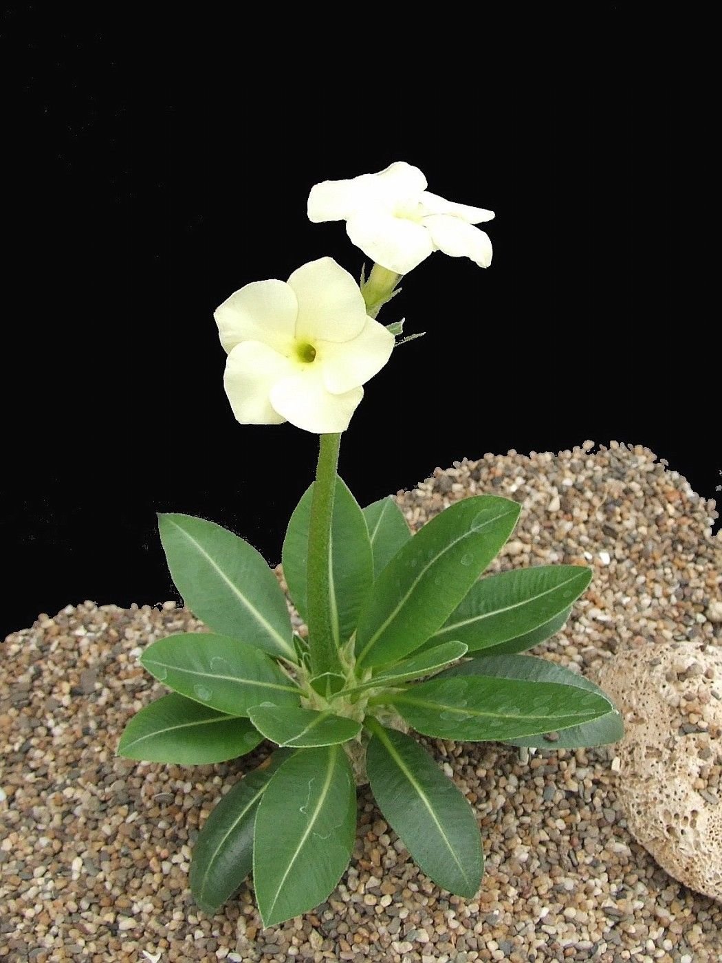Amazon.co.jp: 【種子】Pachypodium brevicaule ssp. Leucoxanthum