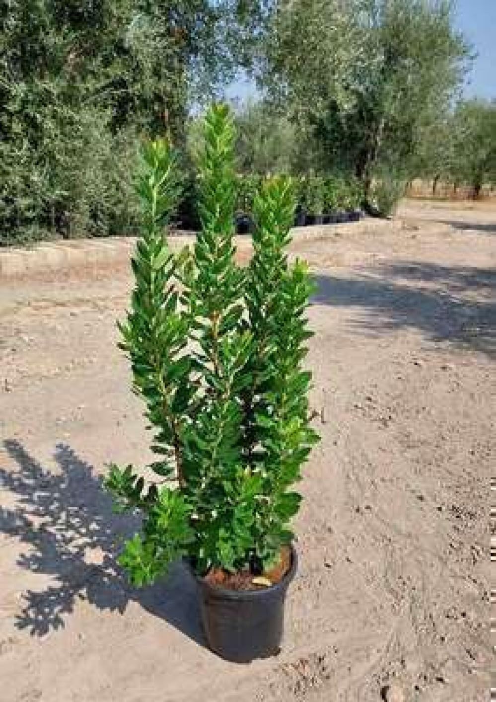 Arbutus unedo - Erdbeerbaum 60-80 cm Container