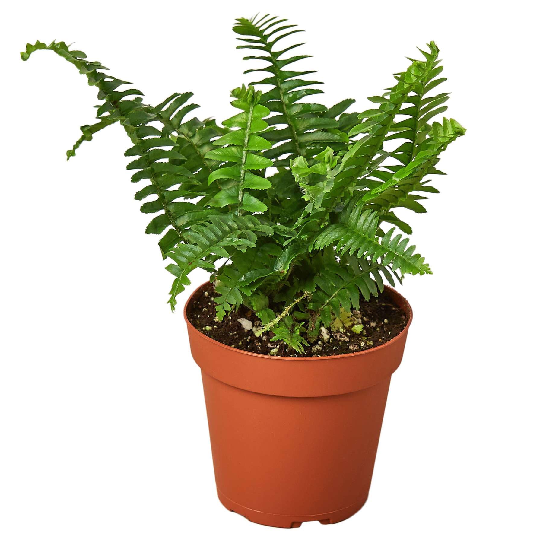 Jester's Crown Fern Live Plant