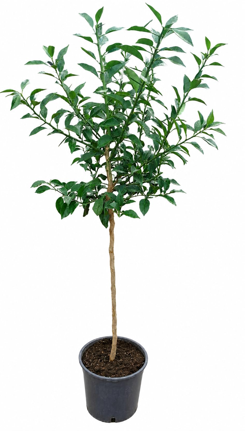 Yuzu Zitrone Citrus junos XXL 130–160 cm im Topf – Japanische Zitruspflanze, winterhart, aromatische Früchte, duftende Blüten, ideal für Garten, Terrasse, Balkon & Kübel