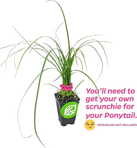 Miniatura 3 de Planta viva de palma de cola de caballo - Beaucarnia recurvata - Planta de inicio Wellspring Gardens