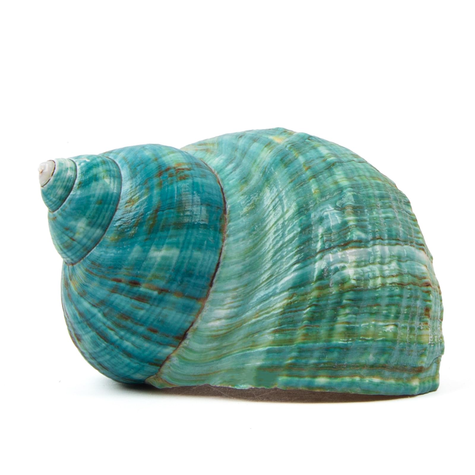 Large Natural Sea Shells 9-11CM Huge Ocean Conch Jumbo Seashells Perfect for Wedding Decor Beach Theme Party, Home Decorations,DIY Crafts, Fish Tank and Shell Collectors