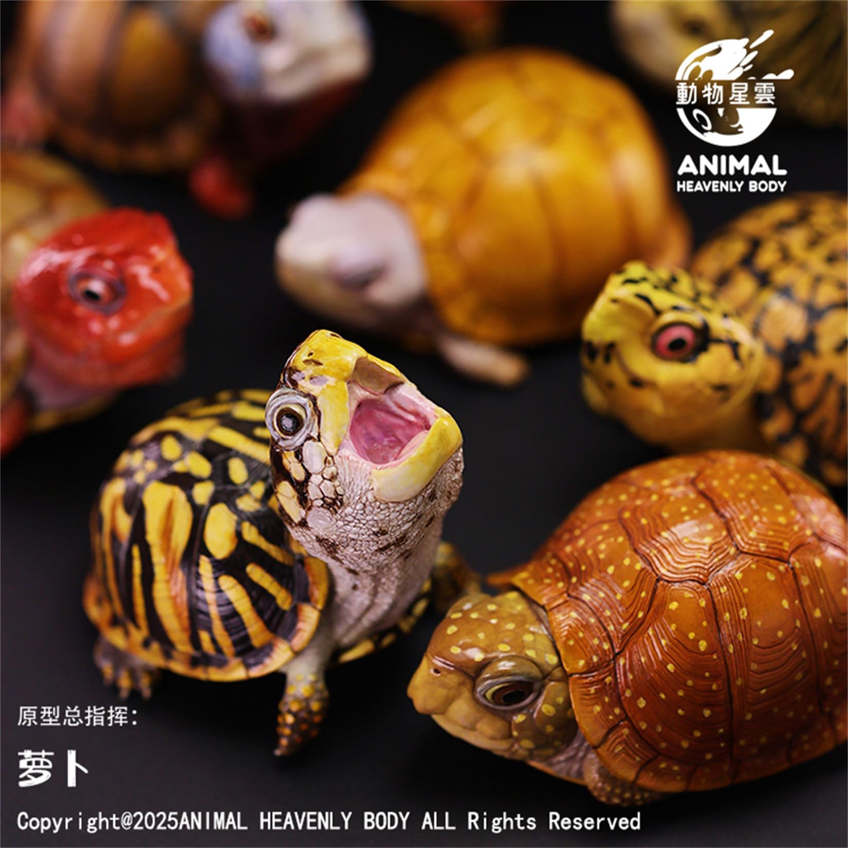Amazon.co.jp: 動物惑星 第25弾 アメリカハコガメ 6-8CM フロリダ