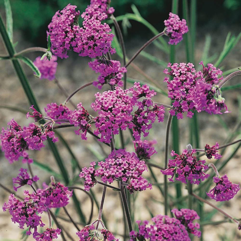 Verbena Bonariensis in 9cm Pot, Potted Perennial Plant, Ready to Plant, Established Cluster top Vervain, Plants for Pollinators