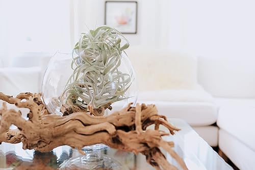 Miniatura 5 de Air Plant Shop Tillandsia Cacticola Plantas de aire plateadas de forma larga - Venta al por mayor y a granel - Suculentas - Tillandsia viva -