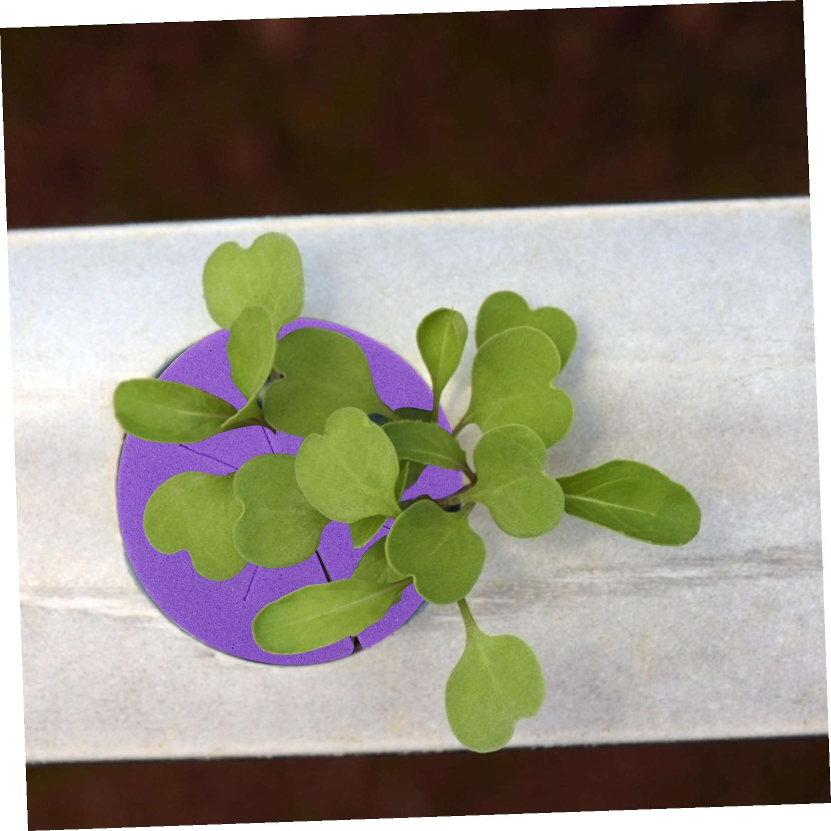 DOITOOL Bloques para Cultivo sin Suelo de Eva de Esponjas Hidropónicas 50 Ideales para Plantación de Semillas y Base de Jardinería de Vegetales Color Aleatorio