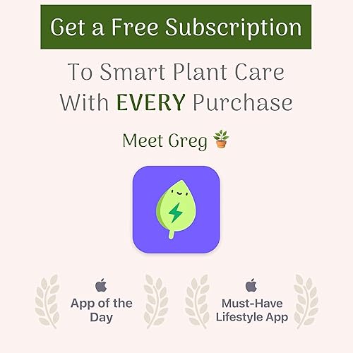 Miniatura 5 de American Plant Exchange Hiedra inglesa vid viva en maceta de 4 pulgadas, planta de interior purificadora de aire de rápido crecimiento, hiedra