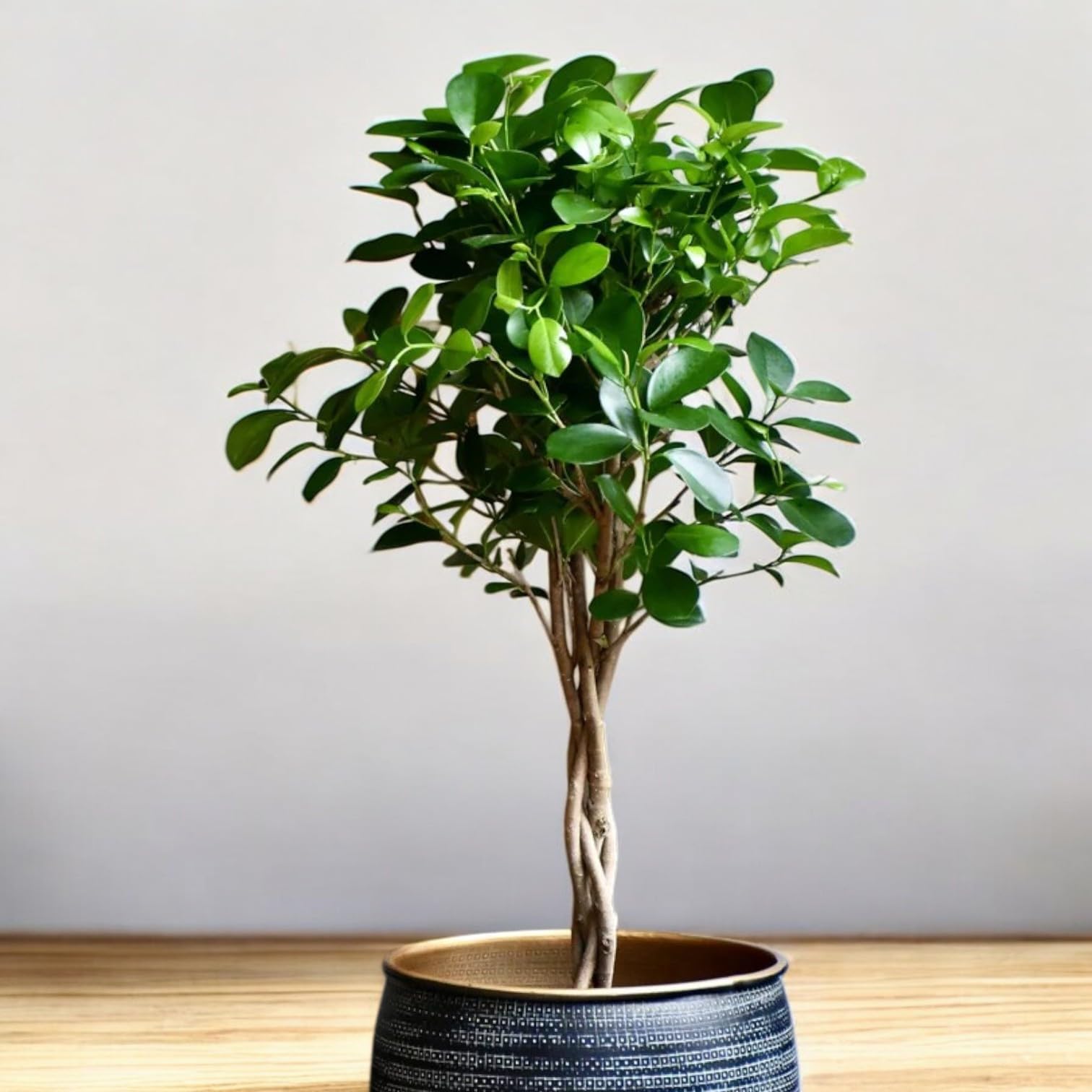 IndNursery Chinese Banyan Live Plant for Bonsai Without Pot (In Grow Bag) | Ficus Microcarpa Live Plant | China Bot Plant for Gifting and Home Decor| Pack of 1-image-35