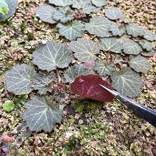 ユキノシタ グランドカバー 葉色赤紫 8センチ 1株