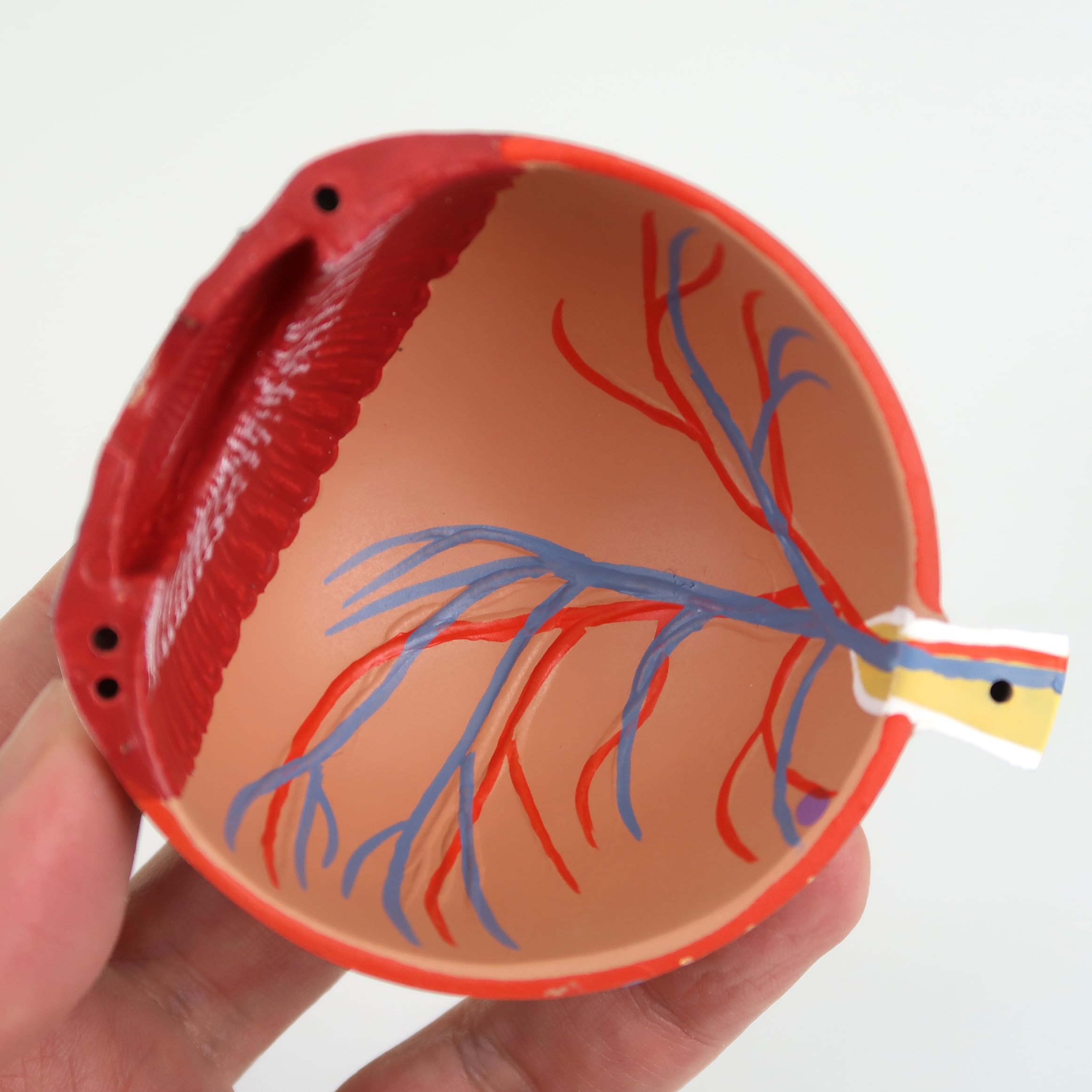 3B Scientific® Ojo Humano – Modelo Anatómico 3 Veces Ampliado en 6 Partes con Estructuras Extraíbles + Smart Anatomy App (Garantía de 5 Años)