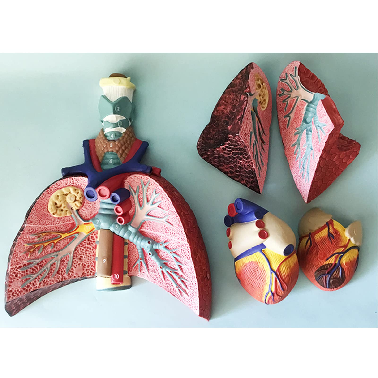 Modelos anatómicos, Modelo de laringe, corazón y pulmón, sistema respiratorio humano, modelos médicos garganta, modelo PVC, apoyo educativo