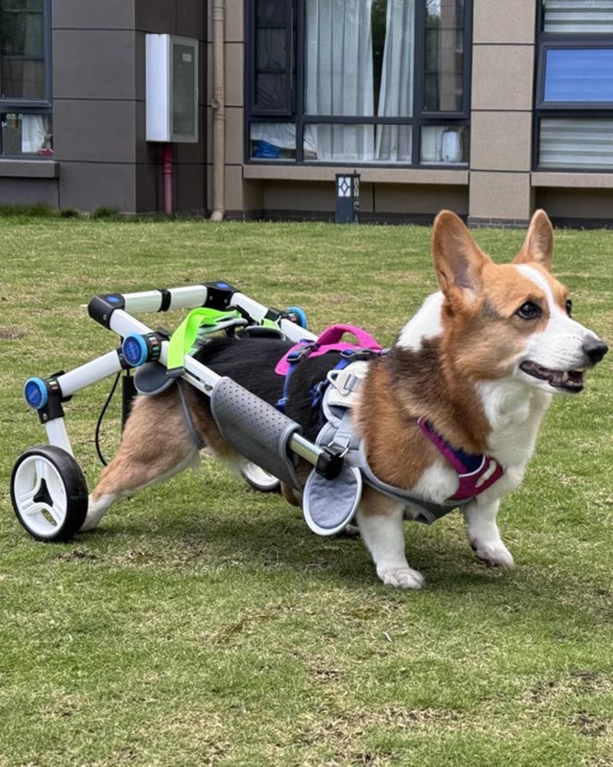 Chariot de rééducation réglable pour chien et chat handicapé bleu