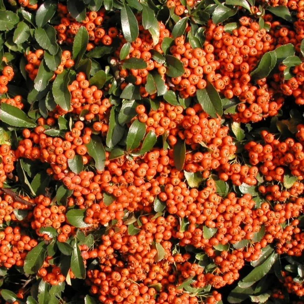 Plant Theory Saphyr Orange Firethorn Pyracantha Shrub Plant 2L Pot