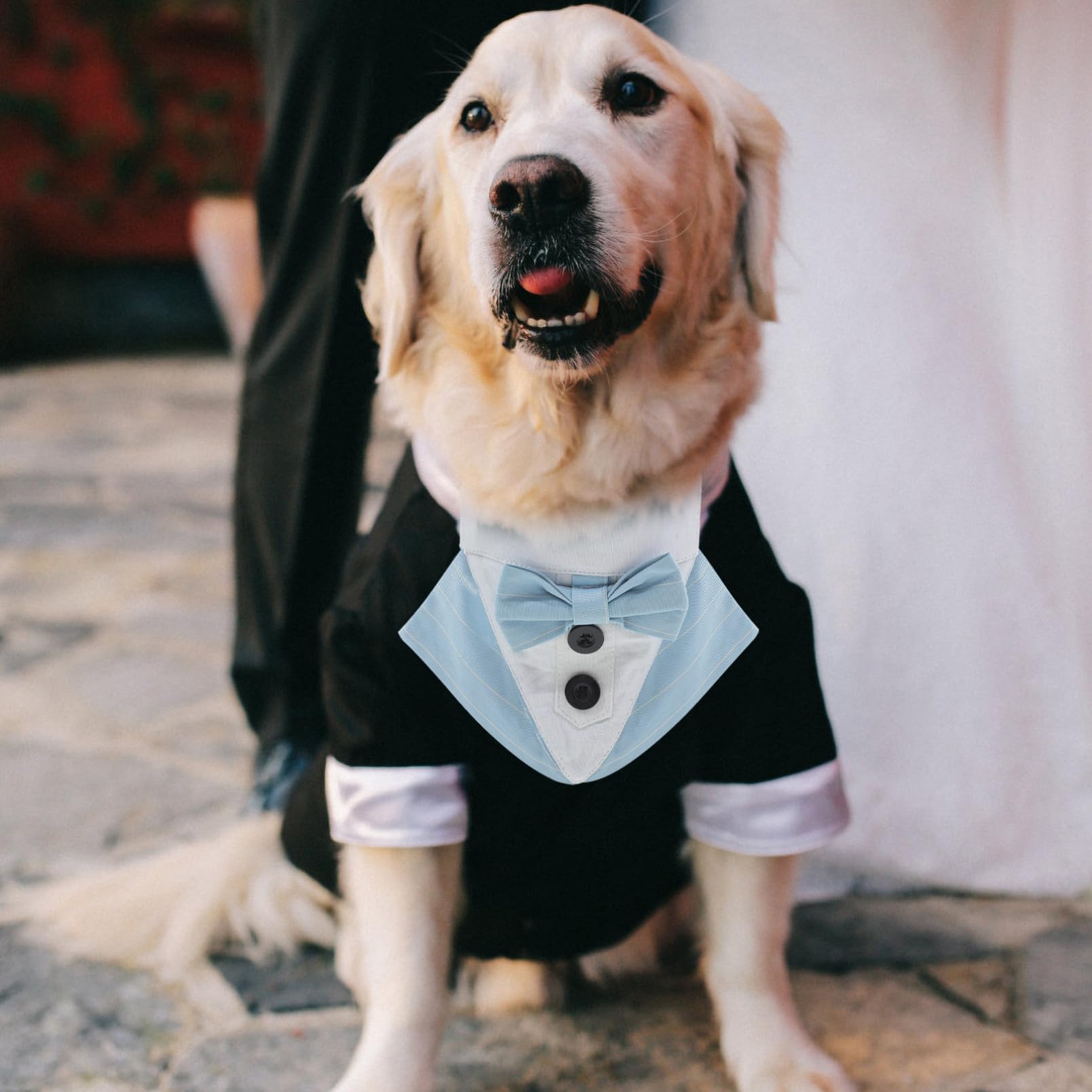 VICASKY 5 Pièces Collier Chien Costume Mariage avec Nœud Bandana Ajustable Polyester pour Chiot Accessoire Élégant pour et Cérémonies Bleu S
