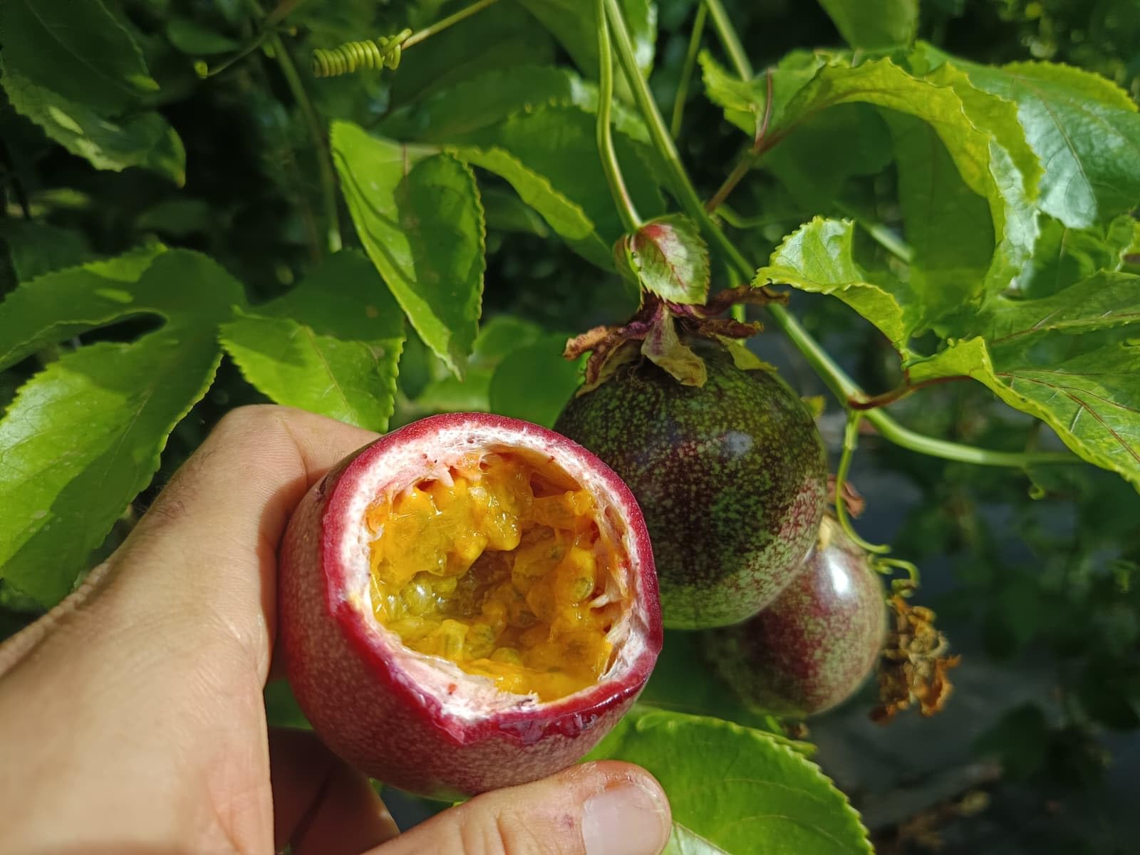 Vitalem – Boîte de maracuja 1,5 kg | Fruit de la passion | Fruit frais tropical de saison | 100% naturel et durable | Culture locale (Málaga) | Passion fruit idéal pour smoothies, milk-shakes et yaou