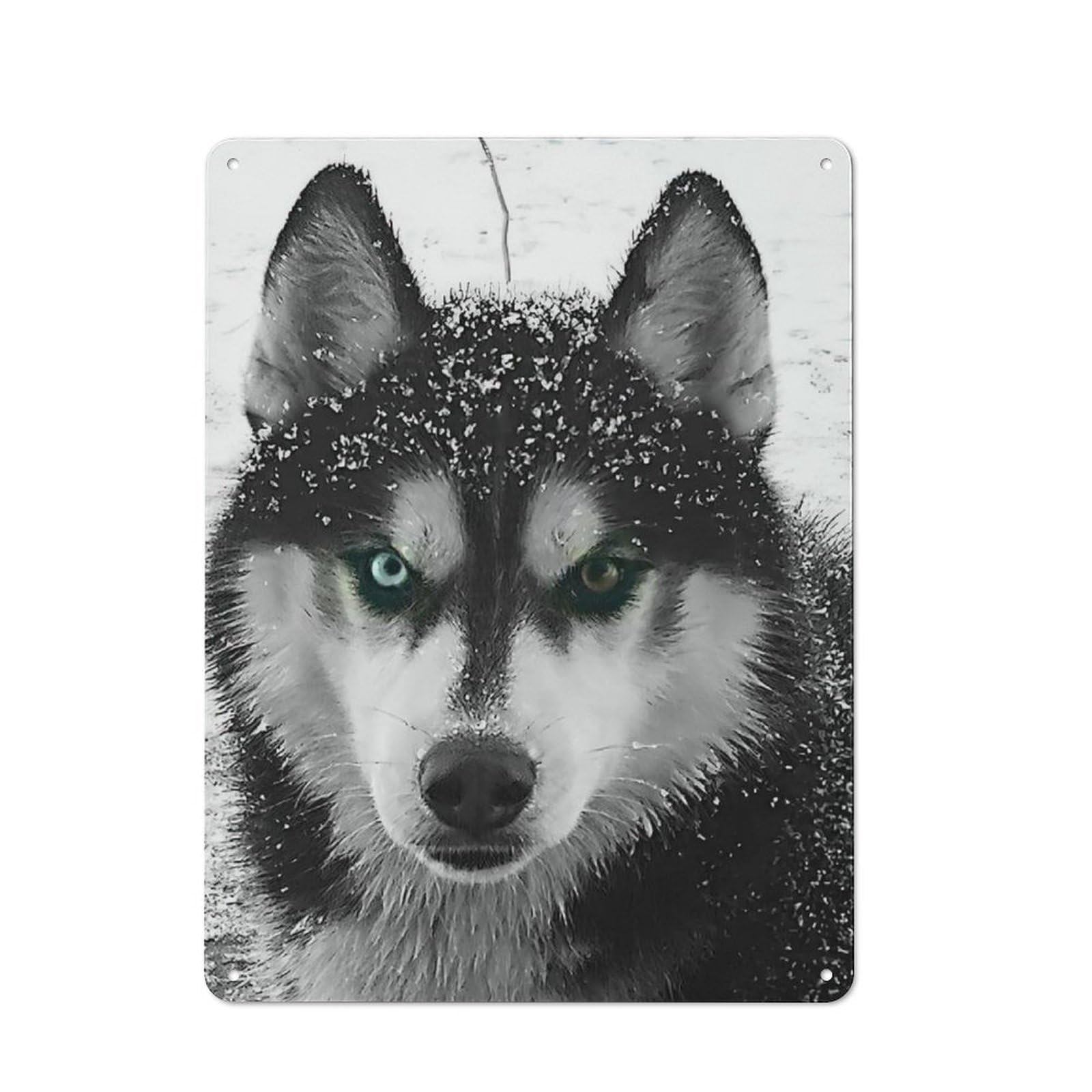 Metal Sign 40x30cm with Husky with Heterochromia for Workshop Wall, Rustic Decor, Wall Decoration for Workshops And Hobby Rooms