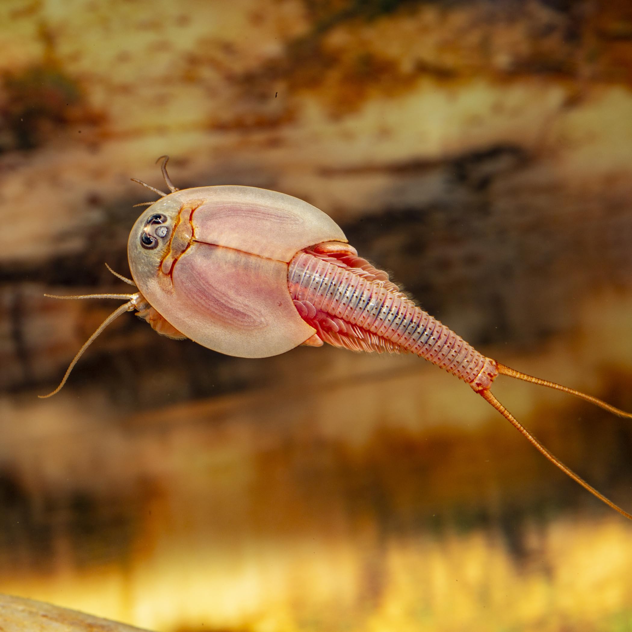 Triops longicaudatus (rot) Komplettset 6 l, Urzeitkrebs-Eier, mit Aquarium