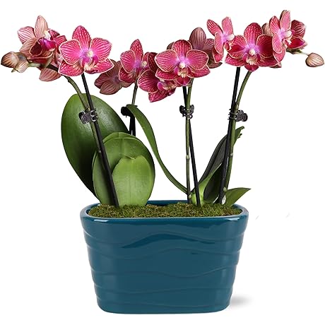 Just Add Ice Live Red Orchid in Teal Ceramic Pottery: Enduring Floral Elegance
