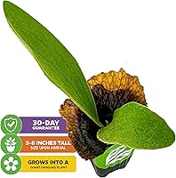 Vista 2 de Wellspring Gardens Playtcerium bifurcatum - Planta de interior fácil para interiores y exteriores - Helechos tropicales en macetas o montados