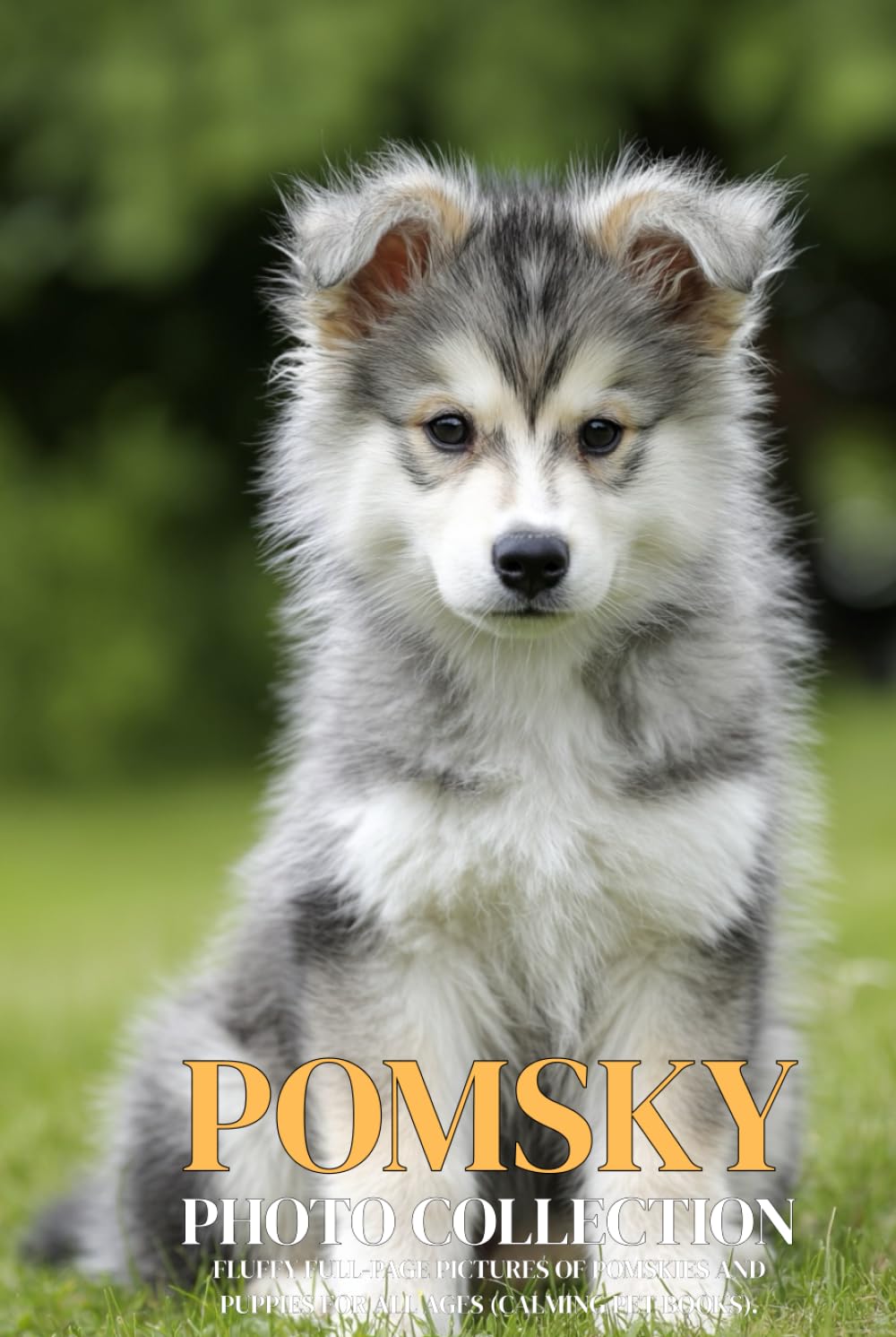 Pomsky Photo Collection: Fluffy Full-Page Pictures of Pomskies and Puppies for All Ages (Calming Pet Books).