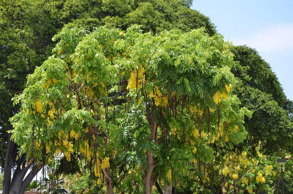 OhhSome Rare Cassia Fistula (Golden Shower Tree) Kanikkonna - Ornamental Flowering Tree Live Plant (1 Healthy Live Plant) (B09N9C299Y) Amazon Price History, Amazon Price Tracker