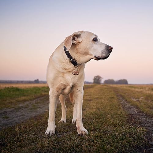 Miniatura 6 de SJANE Paquete de 4 campanas de cobre para gatos y perros, entrenamiento de rastreador de mascotas, accesorios para collares de mascotas, salva