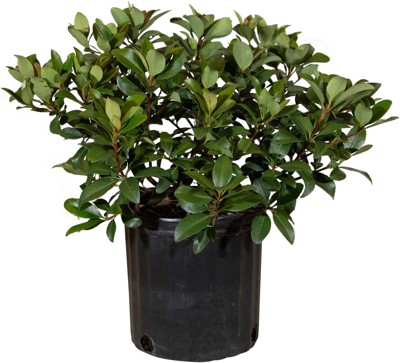 Snow White Indian Hawthorn (2.5 Gallon) White Blooming Evergreen Shrub - Full Sun Live Outdoor Plant