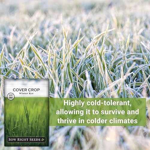 Miniatura 5 de Sow Right Seeds - Semilla de centeno de invierno para plantar - Cubra los cultivos para plantar en el huerto de su hogar - Enriquece el suelo y