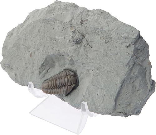 Miniatura 8 de Plymor Caballete acrílico transparente de doble cucharada, 3.5 pulgadas de alto x 3.875 pulgadas de ancho x 3.125 pulgadas de profundidad