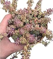 Suculenta Boldinho, Planta Suculenta com Flores Roxas cuia 13 cm