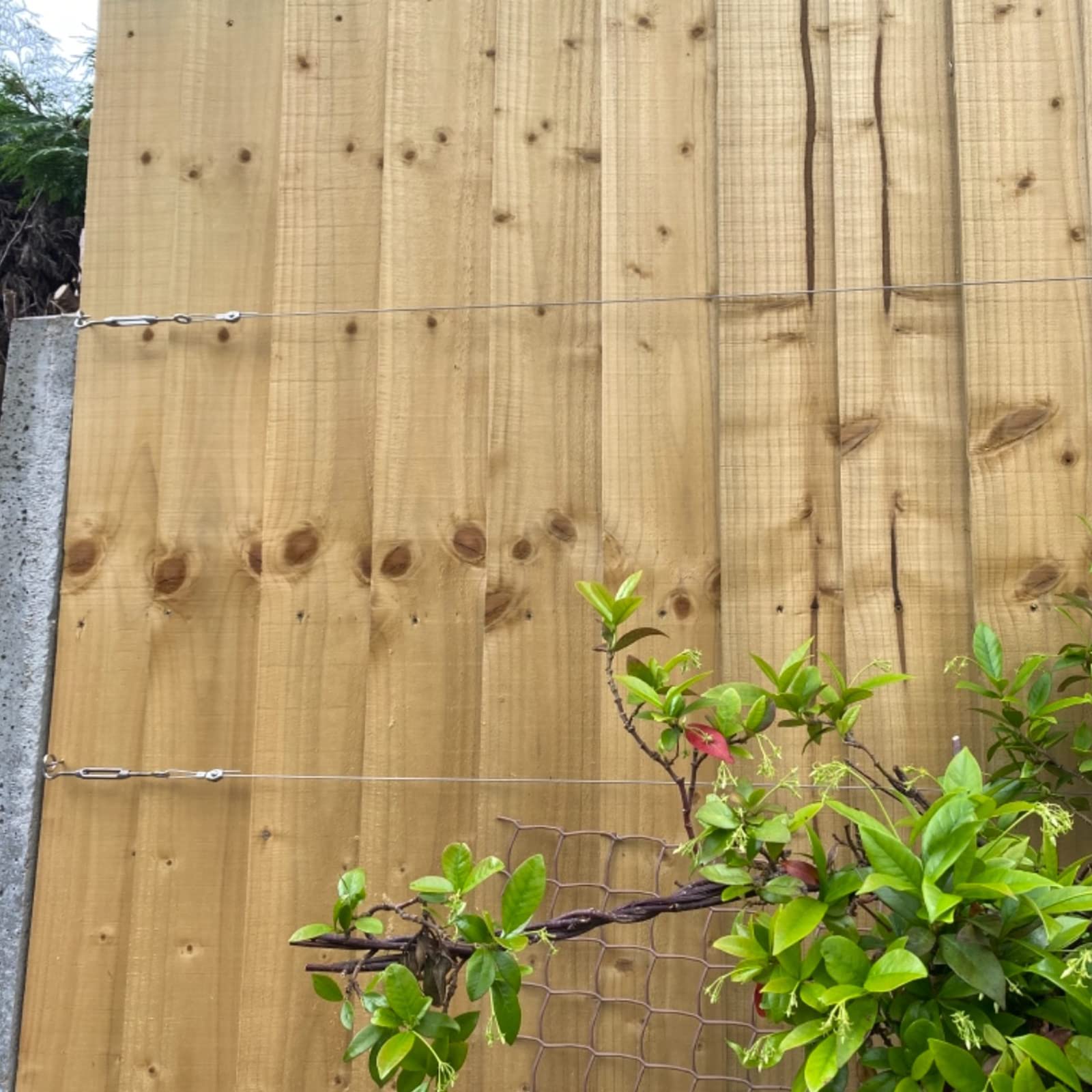 Ruesious 45m PVC Coated Stainless steel wire rope/wire trellis kit