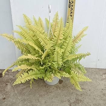 plants様 リクエスト 4点 まとめ商品 plants様 リクエスト 4点 まとめ商品 パープル様 リクエスト 4点