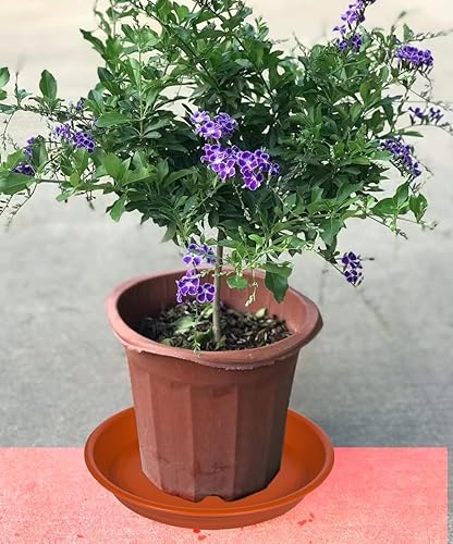 Miniatura 5 de Platillo para plantas de 12 pulgadas, paquete de 4 macetas grandes de plástico de 13 pulgadas (12.7 pulgadas) y bandeja de goteo para interiores y