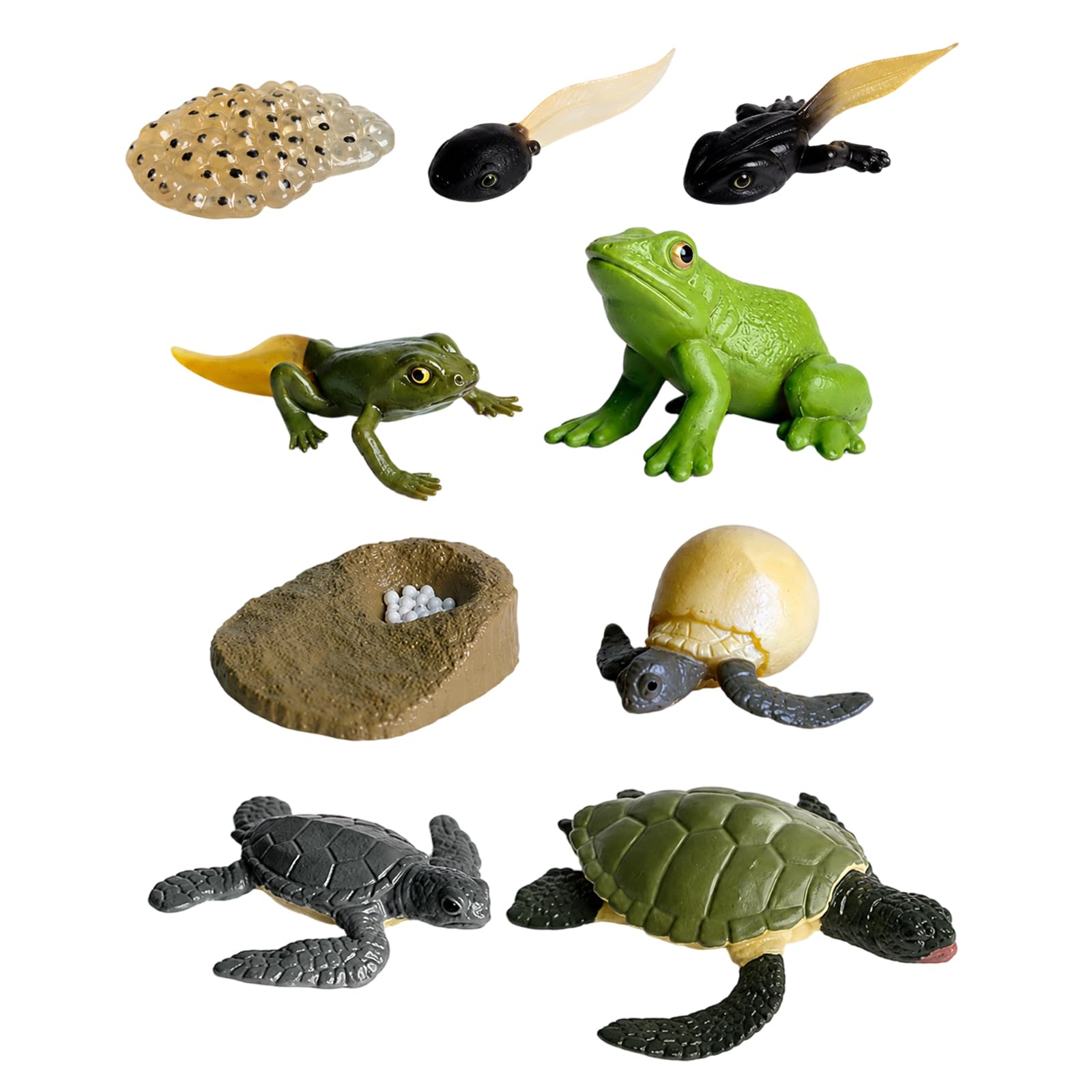 WORUIB Toy Frogs, 2 Sets of Animal Life Cycle Models, Educational Biology Learning Tools, Detailed Frog Development Stages, Durable Material for Classroom and Home Use