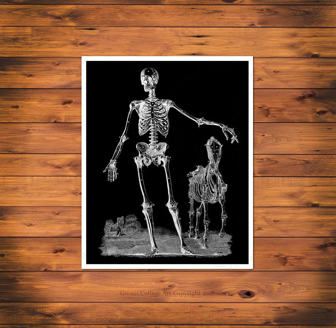 Halloween Decor set of 4 Unframed Skeleton Halloween Wall Art Decor Skeleton_BW4B