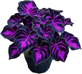 midnight blue heart plant hosta，suitable for garden planting, fast-growing, and with excellent ornamental value.