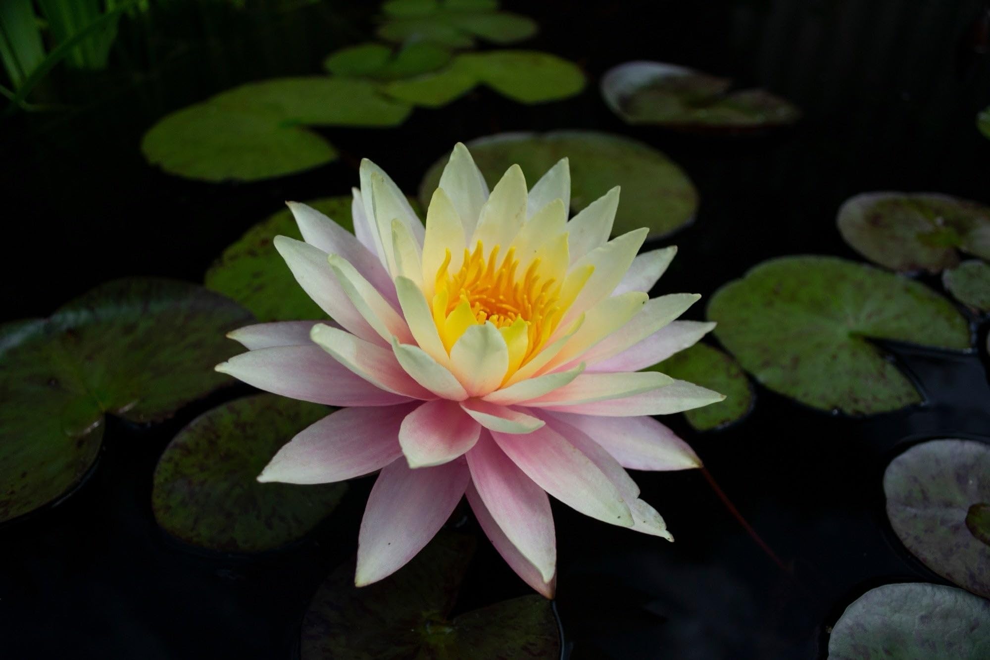 Lincolnshire Pond Plants Ltd - Peach & Cream Water Lily - Pond Plants - LW20-Kit